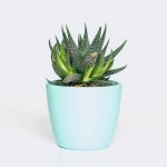 plant6 free img 150x150.jpg